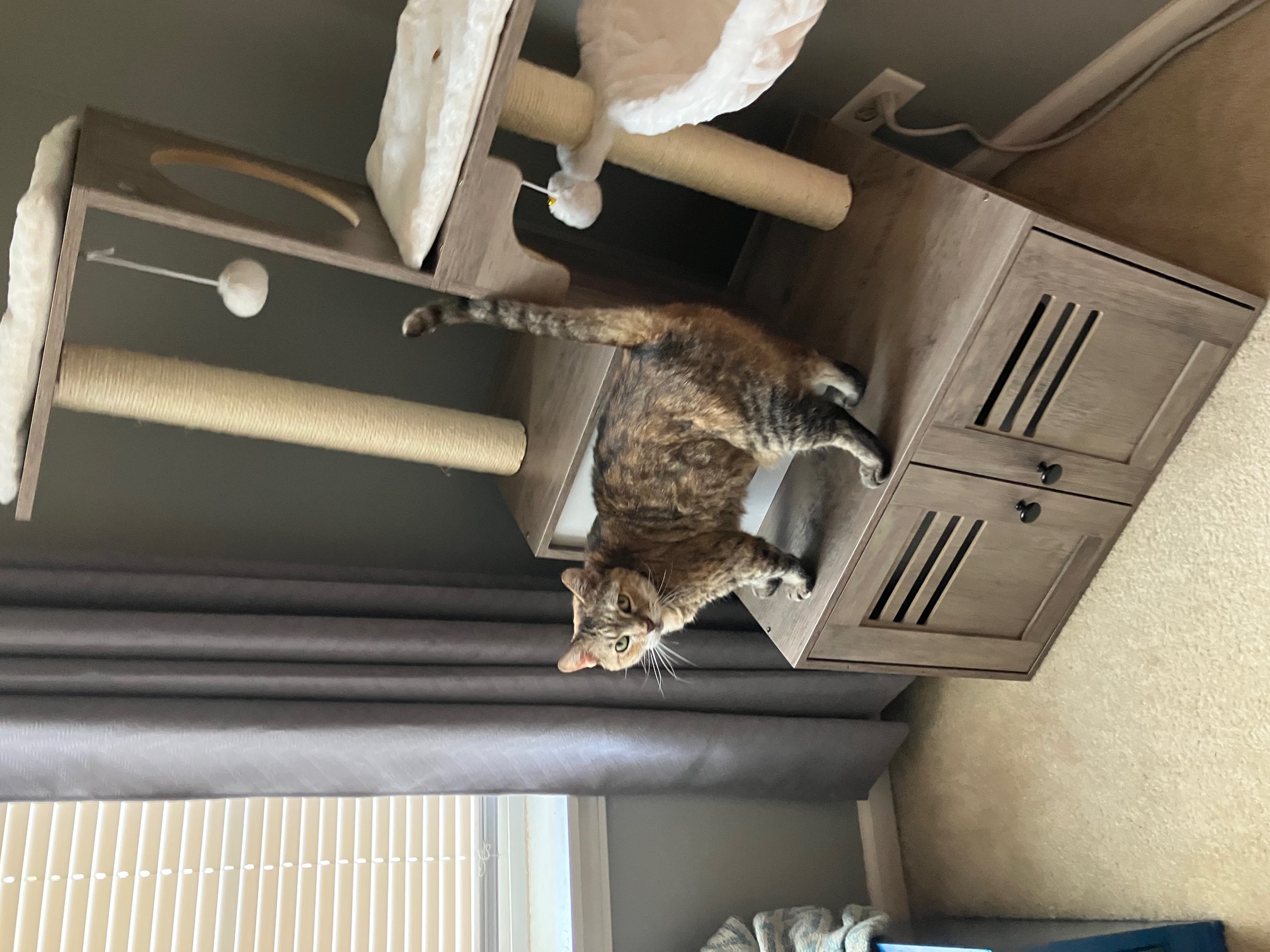 Lost Cat_Banjo